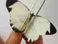 Perrhybris pamela carmenta (gynandromorph) internet Image property of respective owner, non-commercial use only